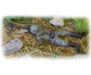 Soldater WW ll