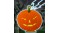 halloween_pumpkin__43720.1413388319.1280.1280_4015